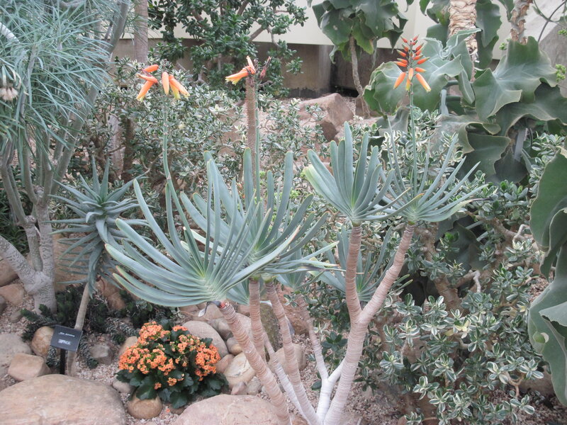 Succulent Plants in Garden — Green, Calm