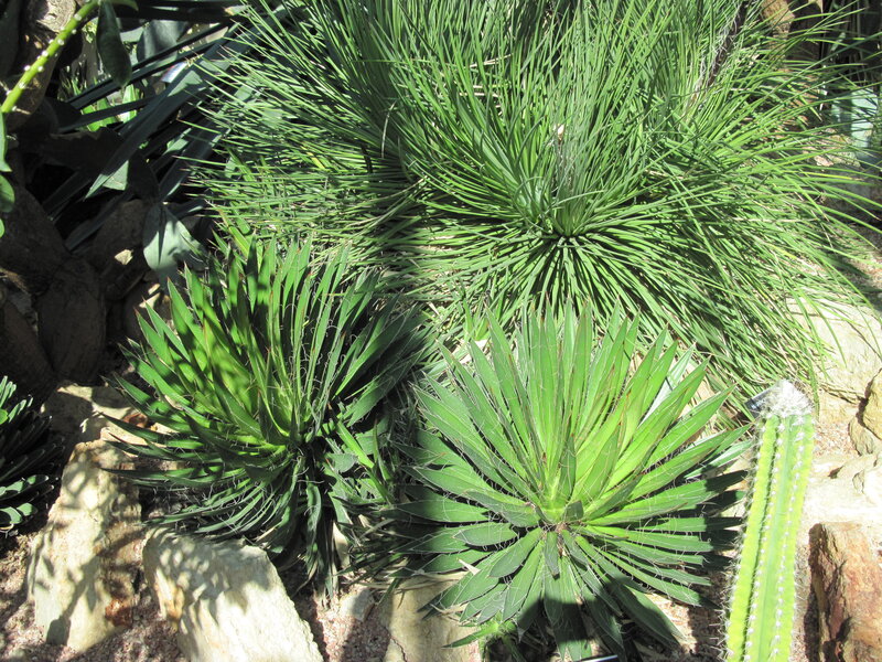 Succulent Plants in Garden — Green, Natural