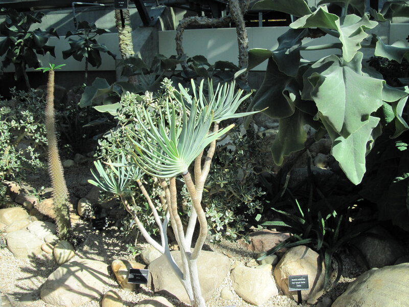 Succulent Plants in Garden — Green
