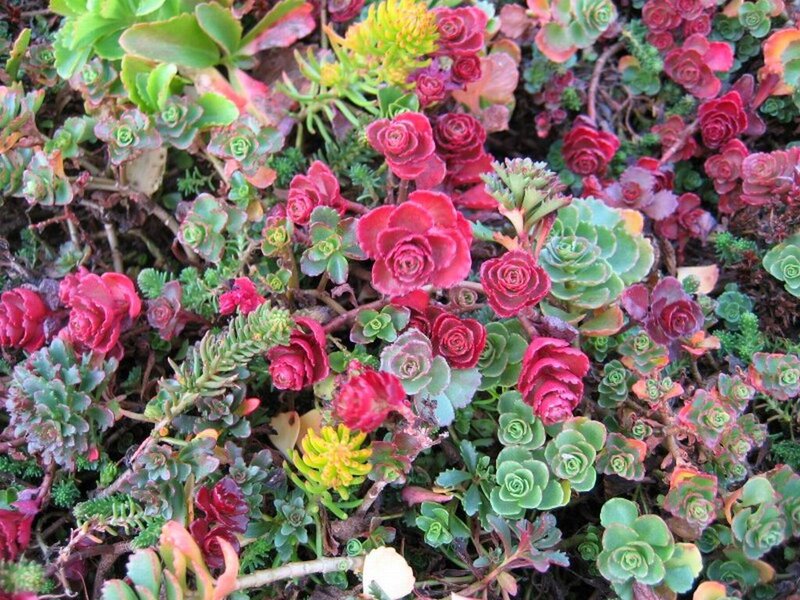 Succulent Plants in Garden — Red