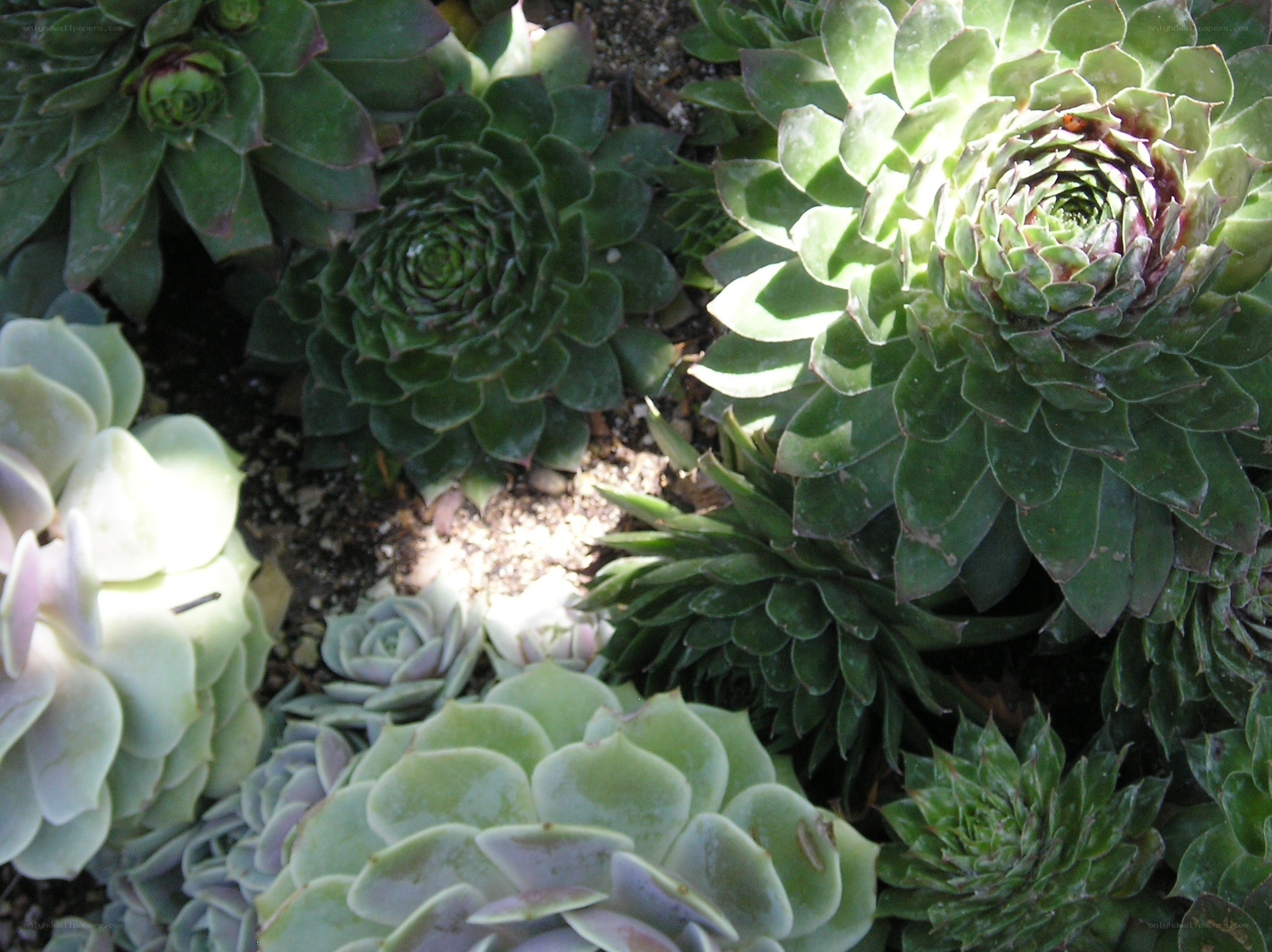 Succulent plants in garden
