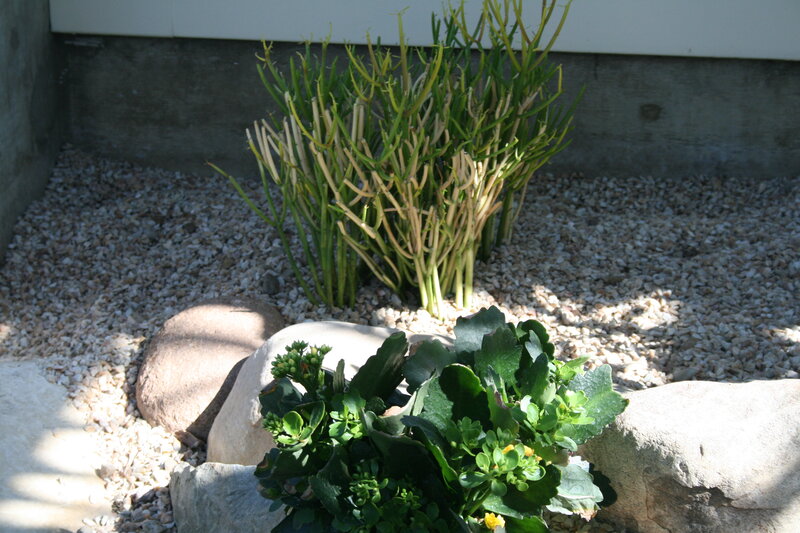 Succulent Plants in Gravel