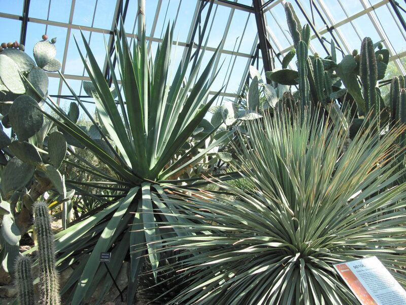 Succulent Plants in Greenhouse