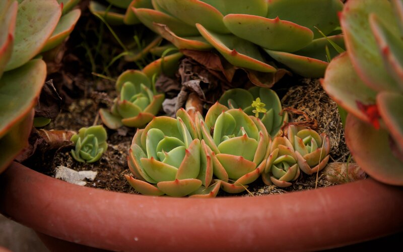 Succulent Plants in Pot — Green