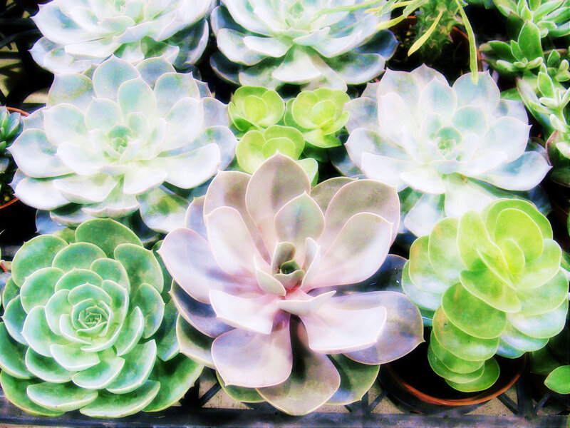 Succulent Plants in Pots — Green
