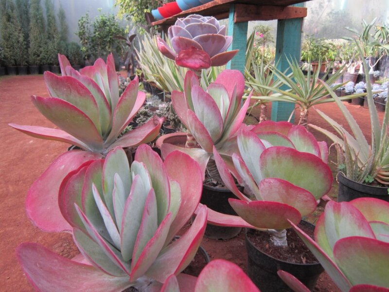 Succulent Plants in Pots