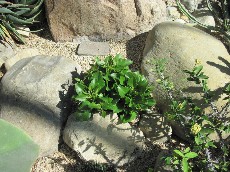 Succulent Plants in Rocks