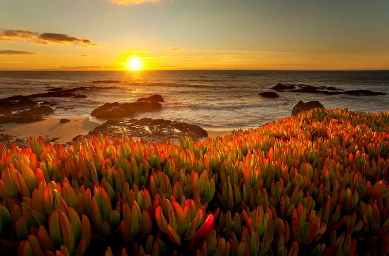 Succulent Plants on Beach