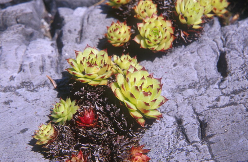 Succulent Plants on Rock
