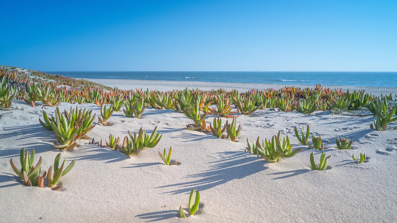 Succulent Plants on Sand Dunes