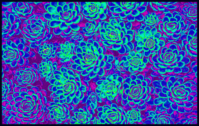 Succulent Plants Pattern