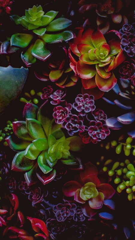 Succulent Plants