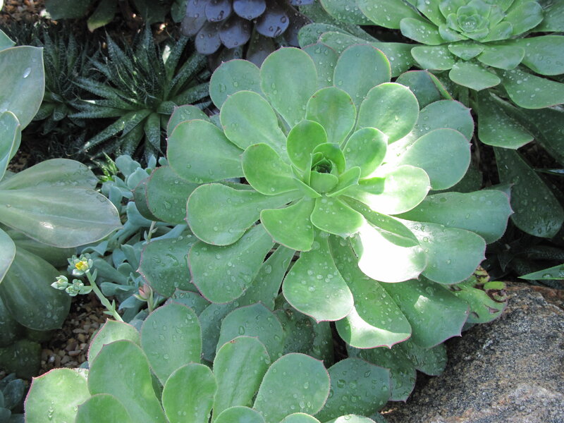 Succulent Plants with Water Droplets
