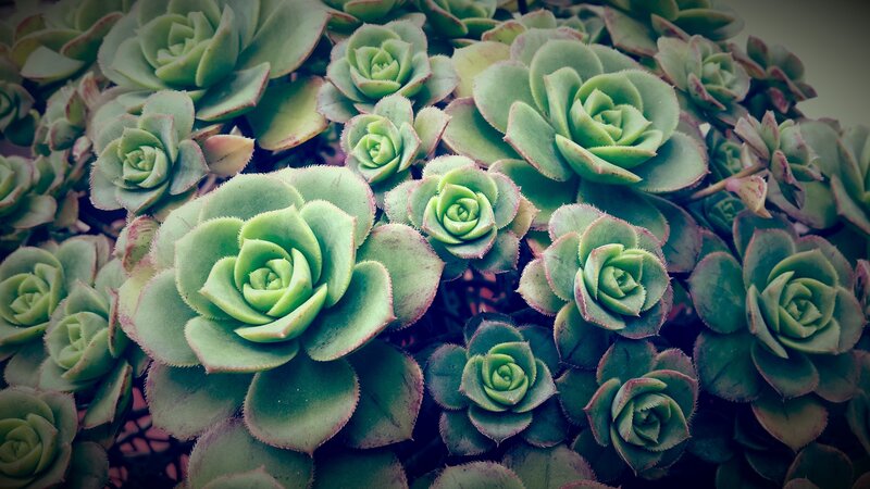 Succulent Rosettes — Green