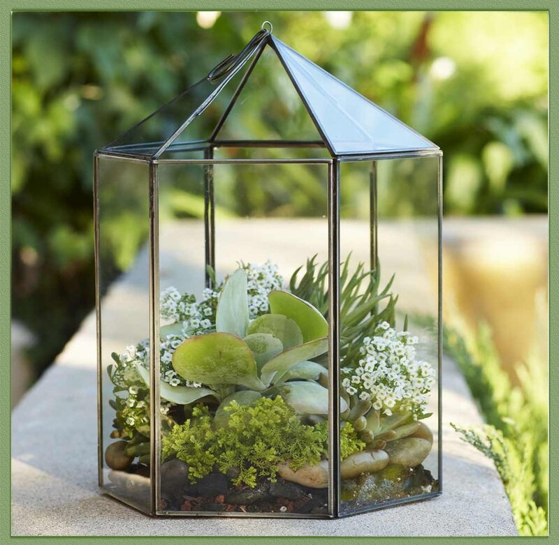 Succulent Terrarium
