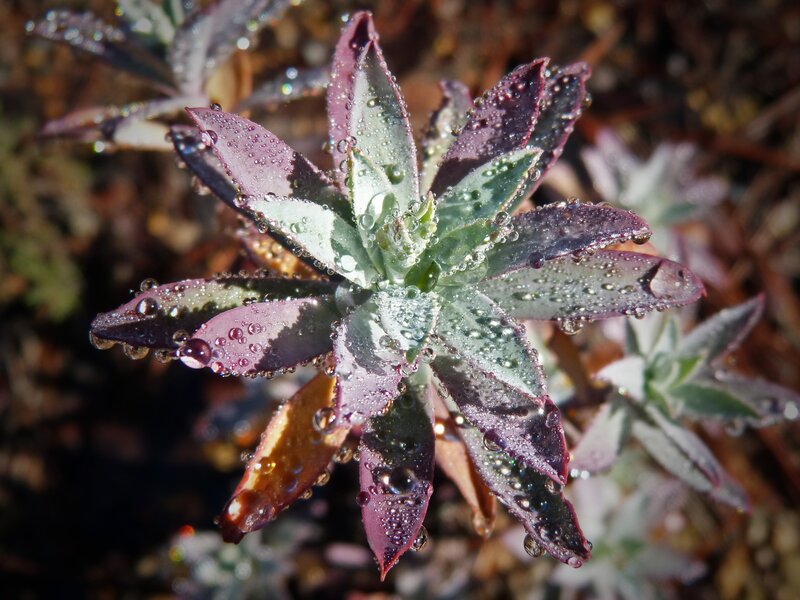 succulent with dew drops