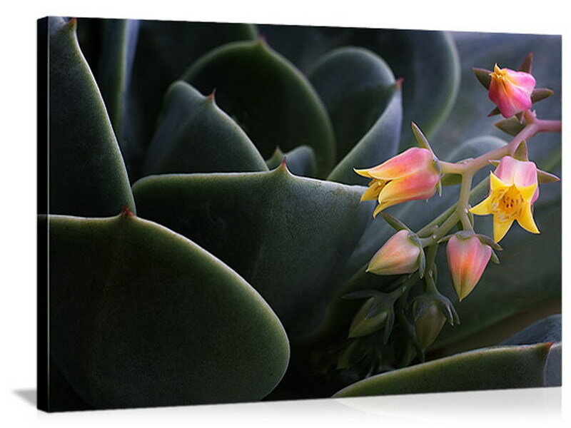 Succulent with pink and yellow flowers