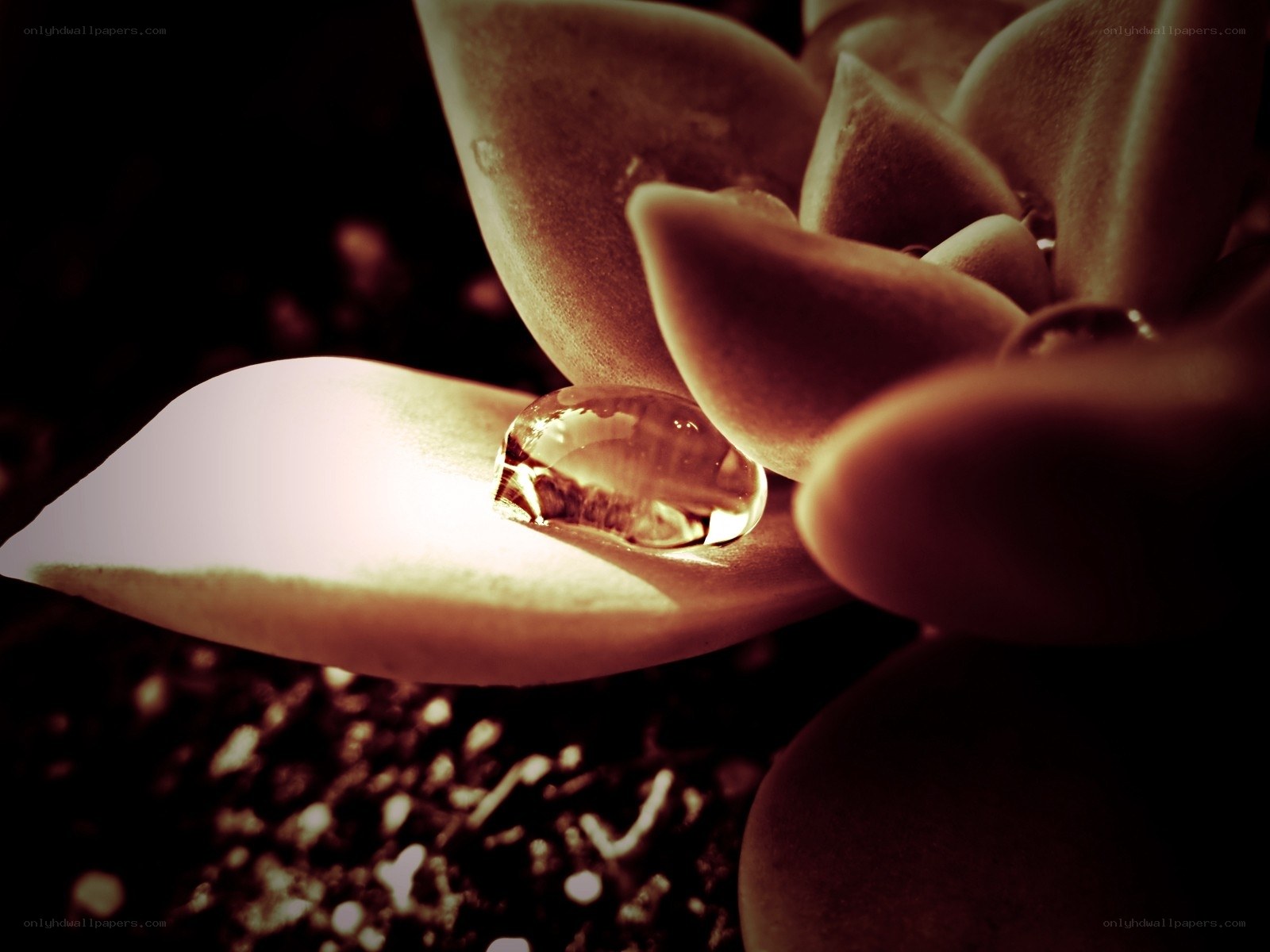 succulent with water droplet