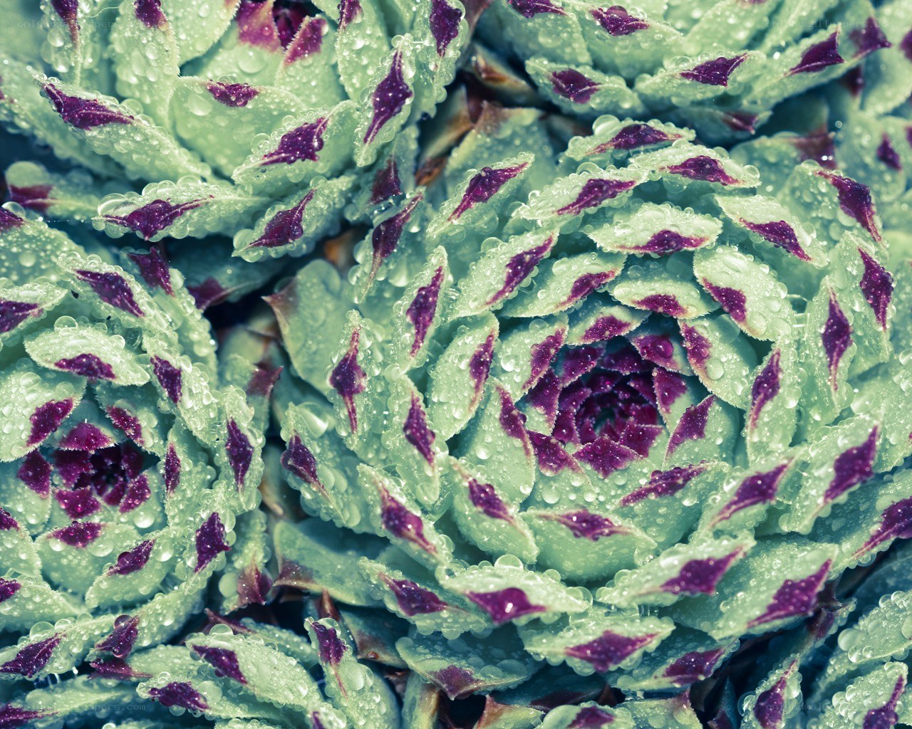 succulent with water droplets