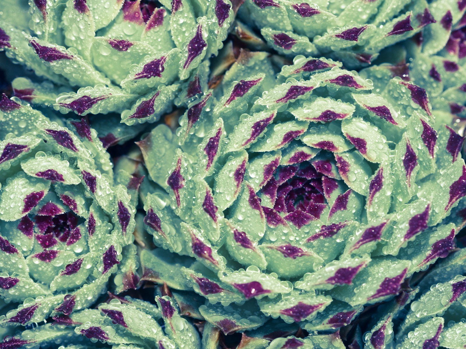 succulent with water droplets