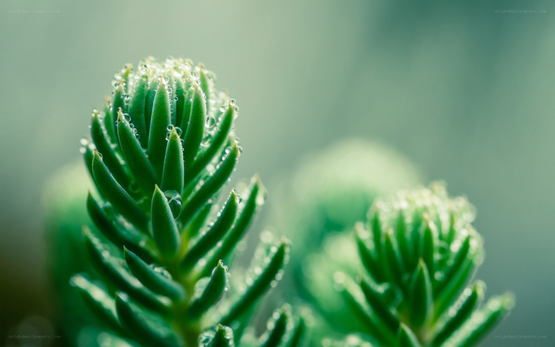 succulent with water droplets
