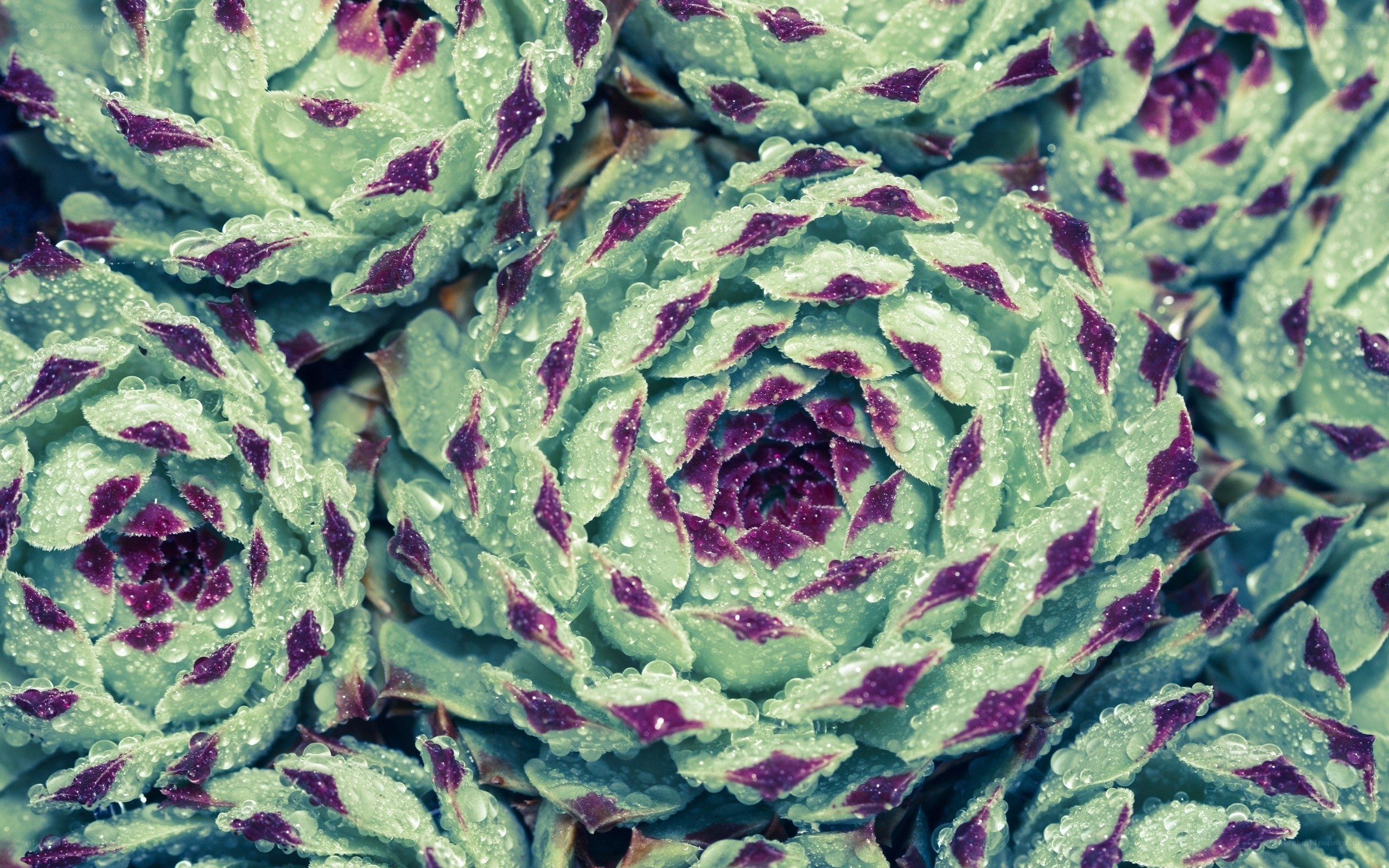 succulent with water droplets