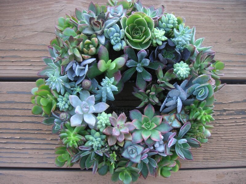 Succulent Wreath
