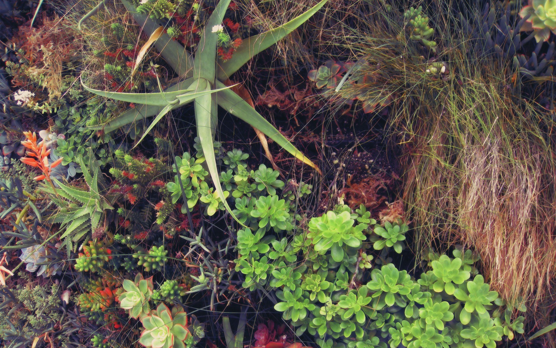 succulents and aloe plants