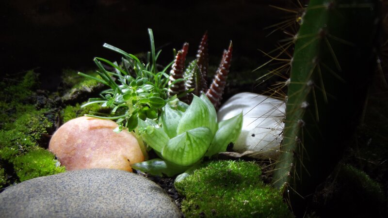 Succulents and Cactus in Terrarium