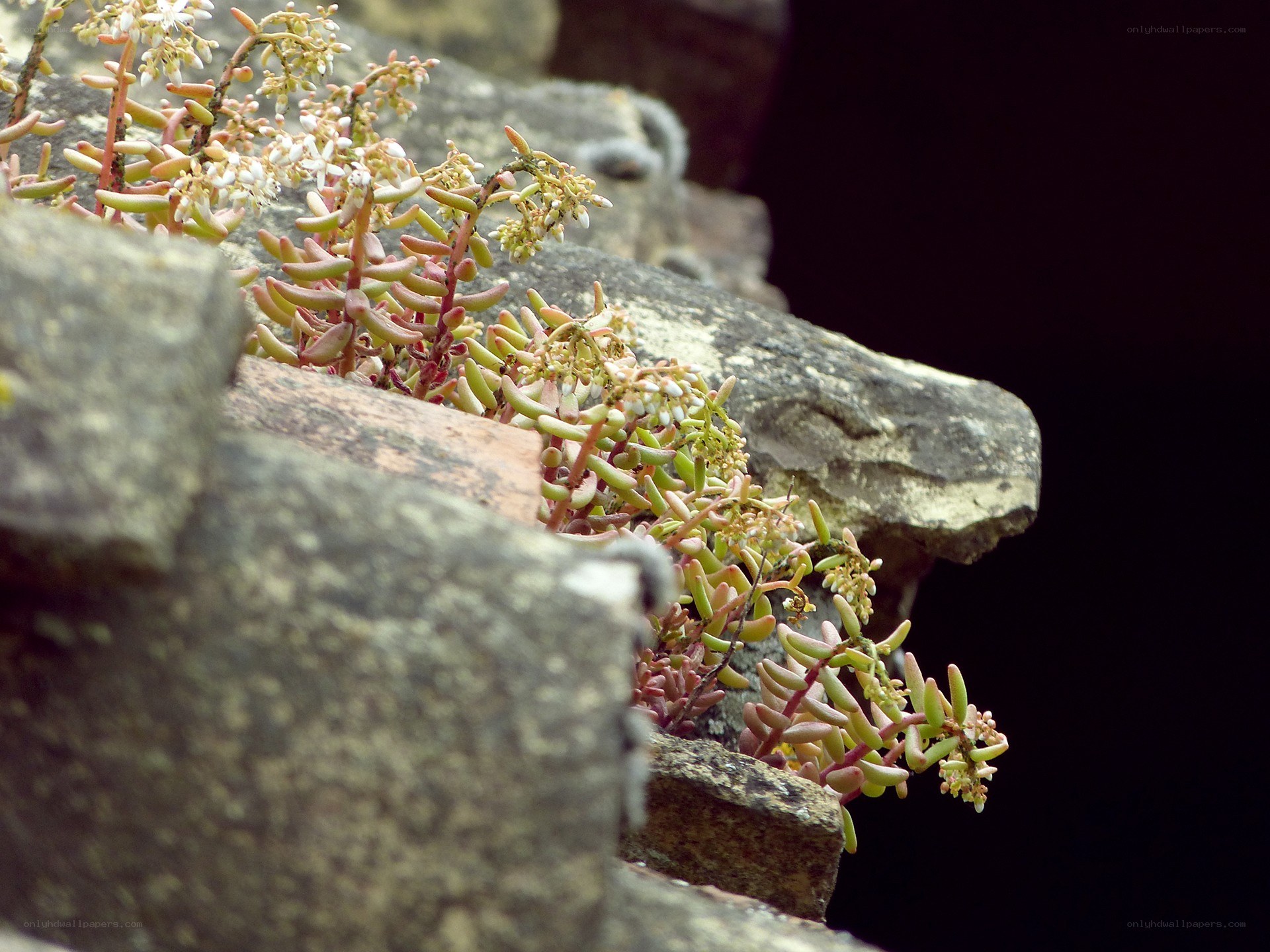 succulents growing on stone wall