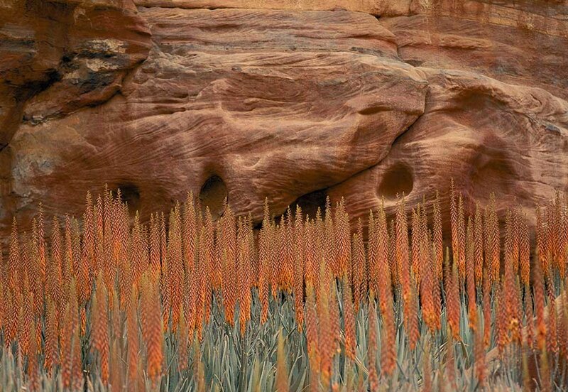 Succulents in a rocky canyon