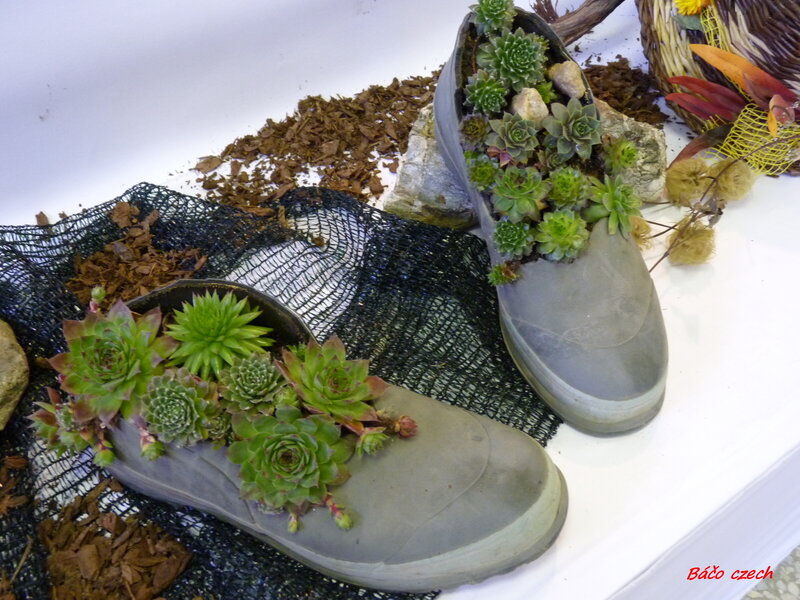 Succulents in Boots