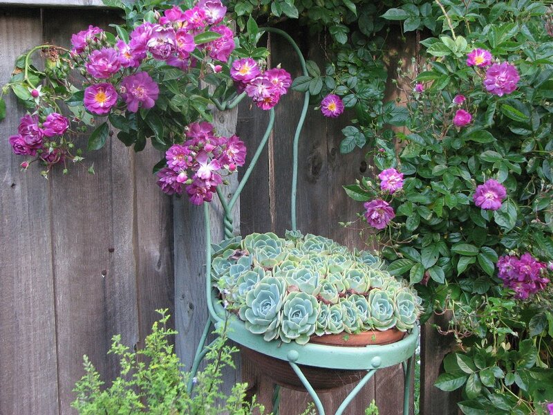 Succulents in Chair