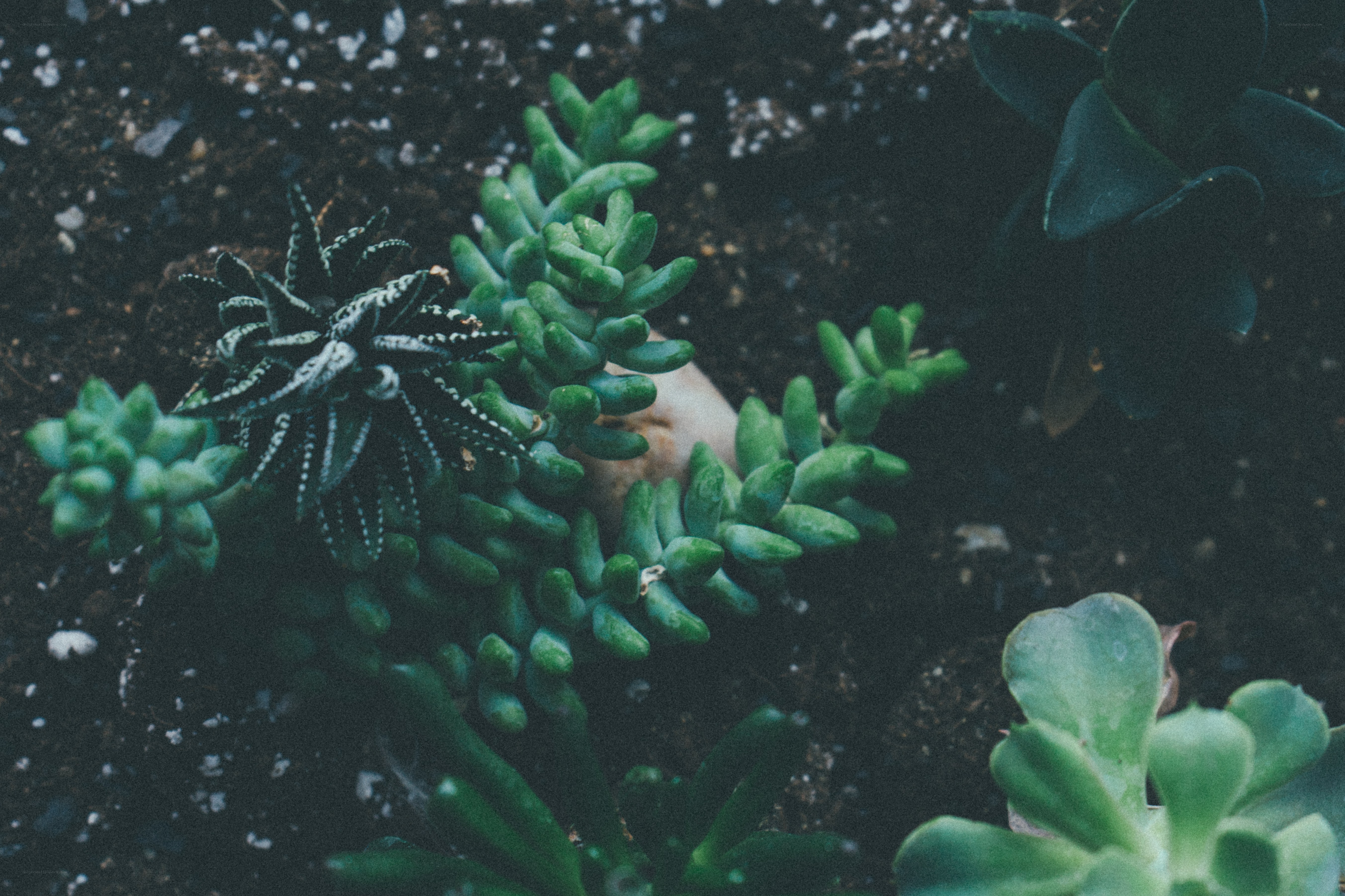 succulents in dark soil
