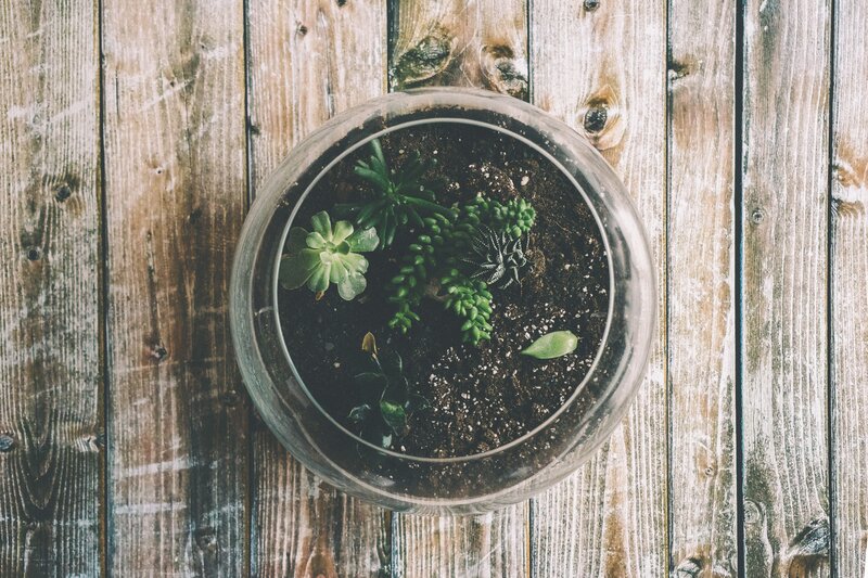 succulents in glass bowl