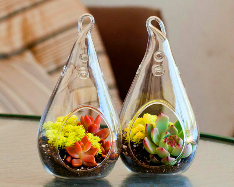 Succulents in Glass Terrariums