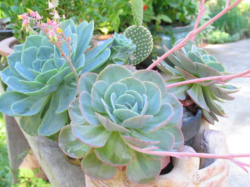 succulents in pots
