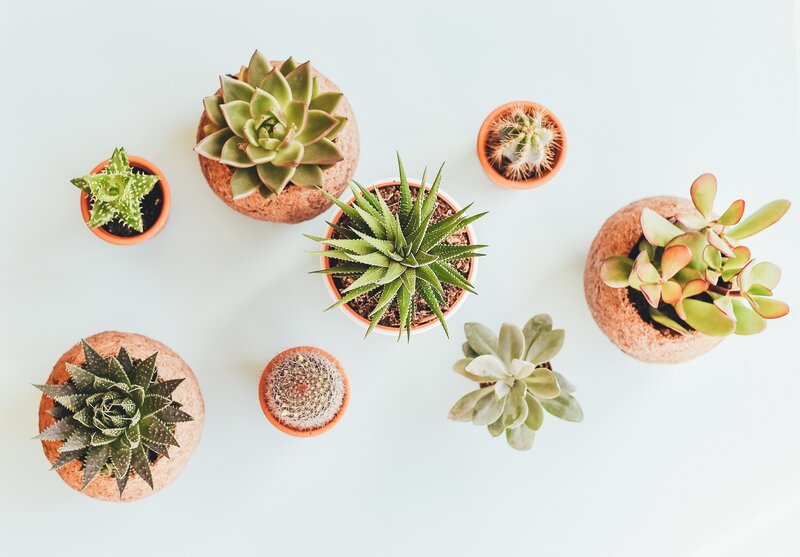 Succulents in Pots — White