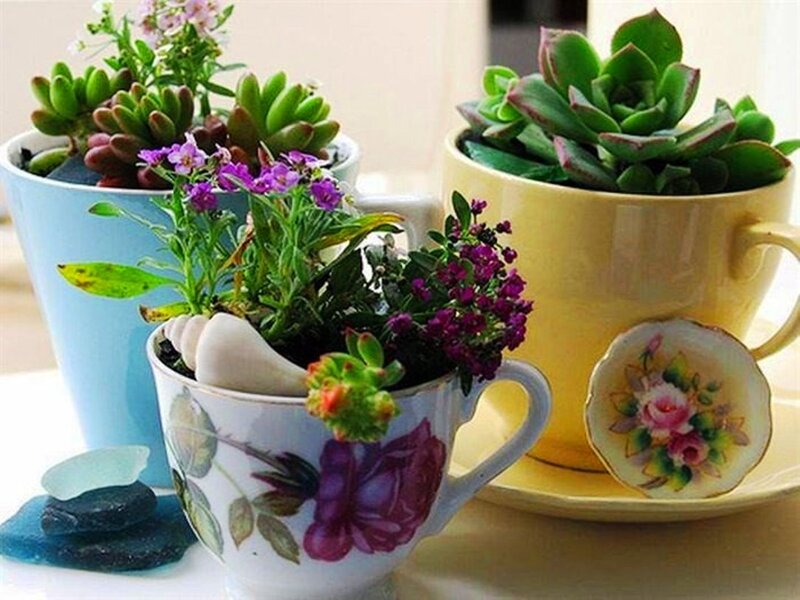 Succulents in Teacups
