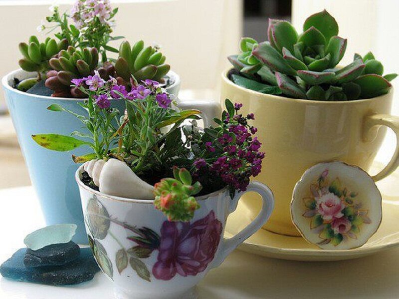 Succulents in Teacups — White