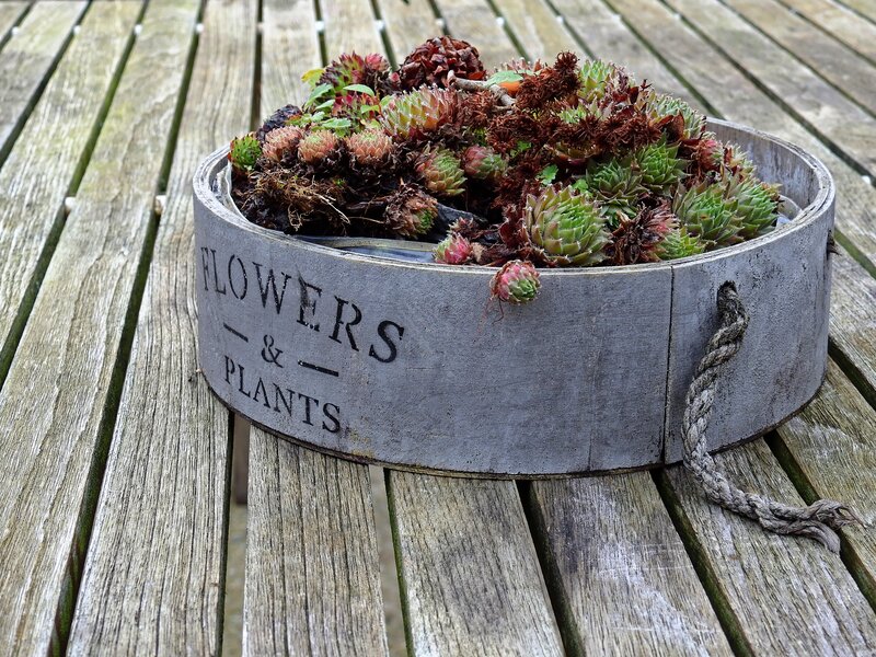 succulents in wooden container