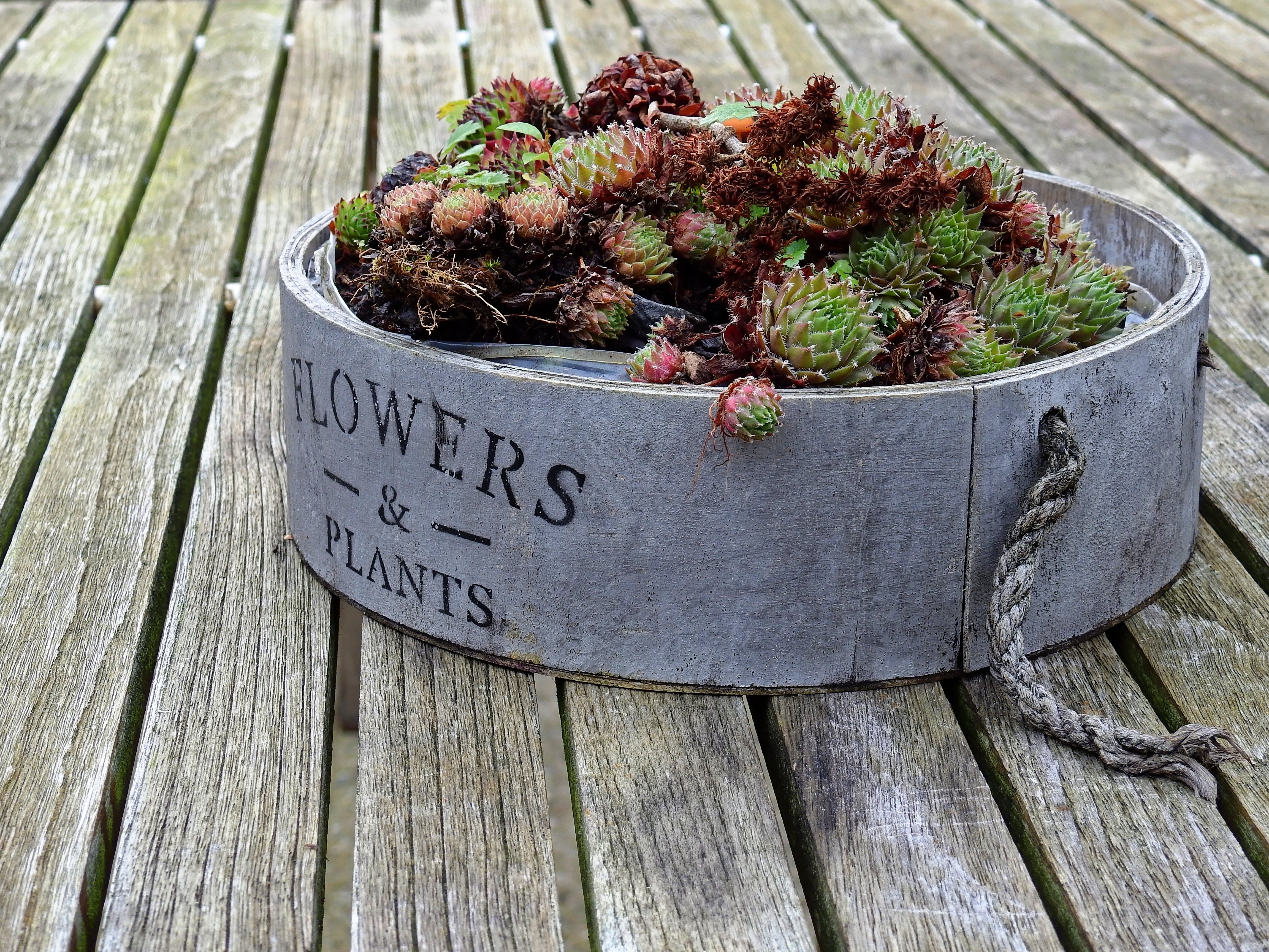 succulents in wooden container