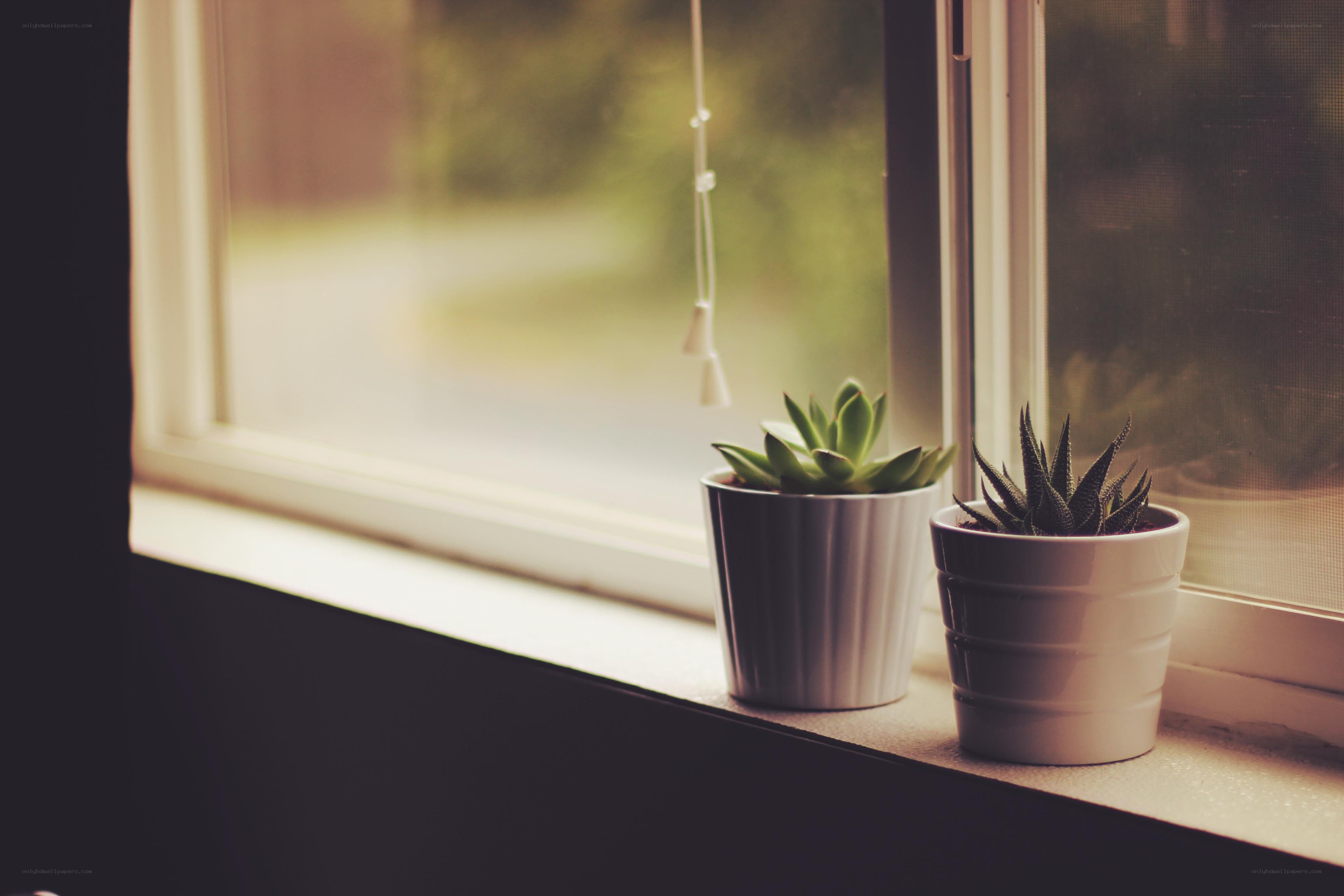 Succulents on a windowsill