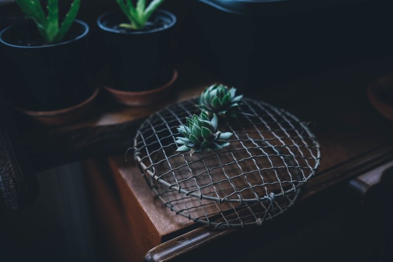 Succulents on a wire rack