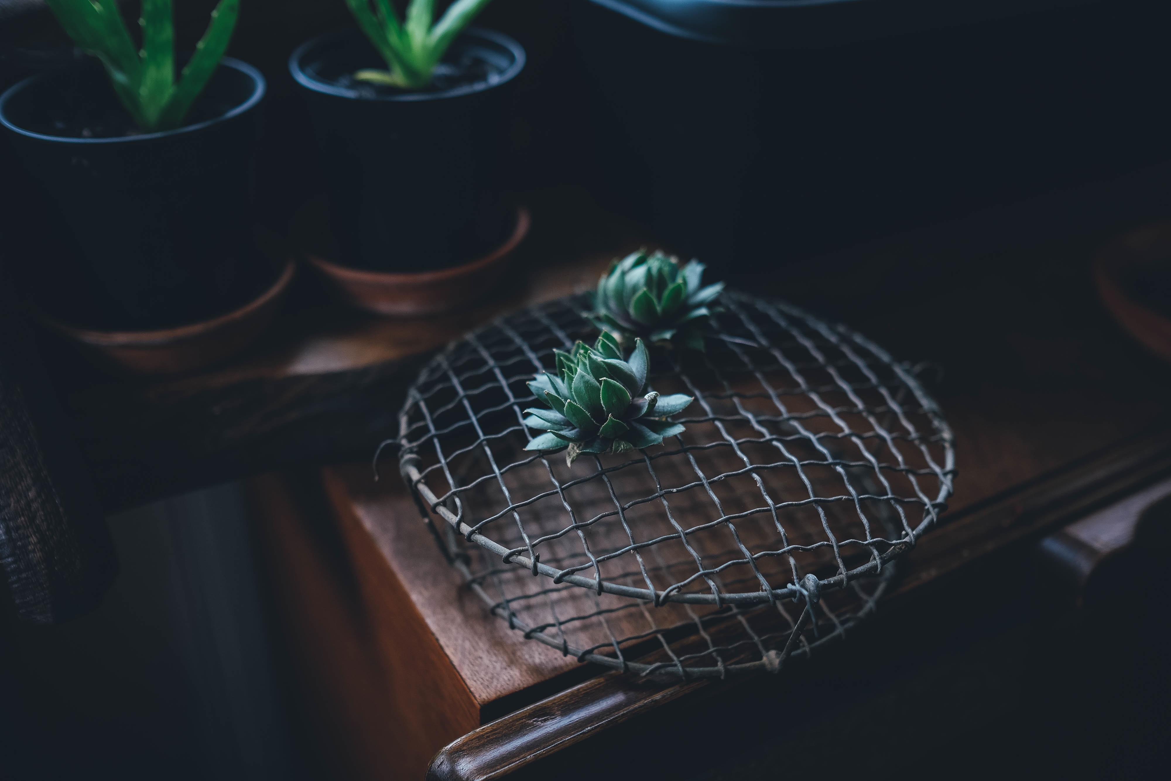 Succulents on a wire rack