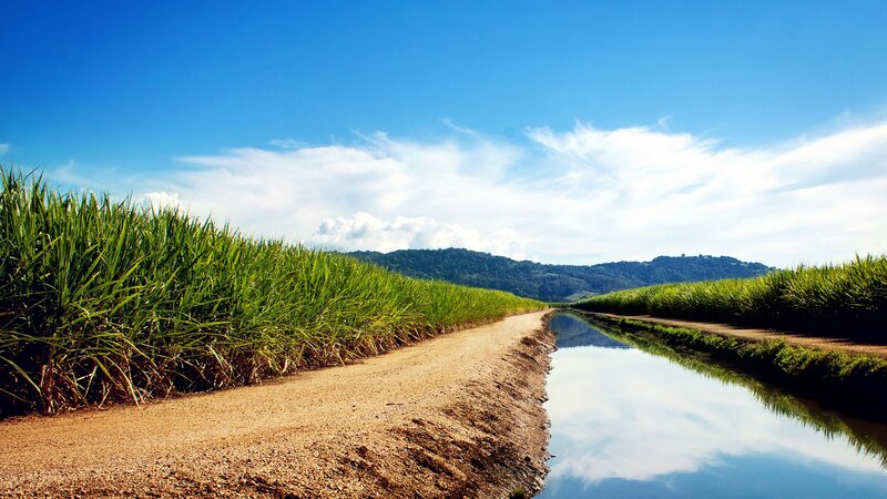 Sugar Cane Fields
