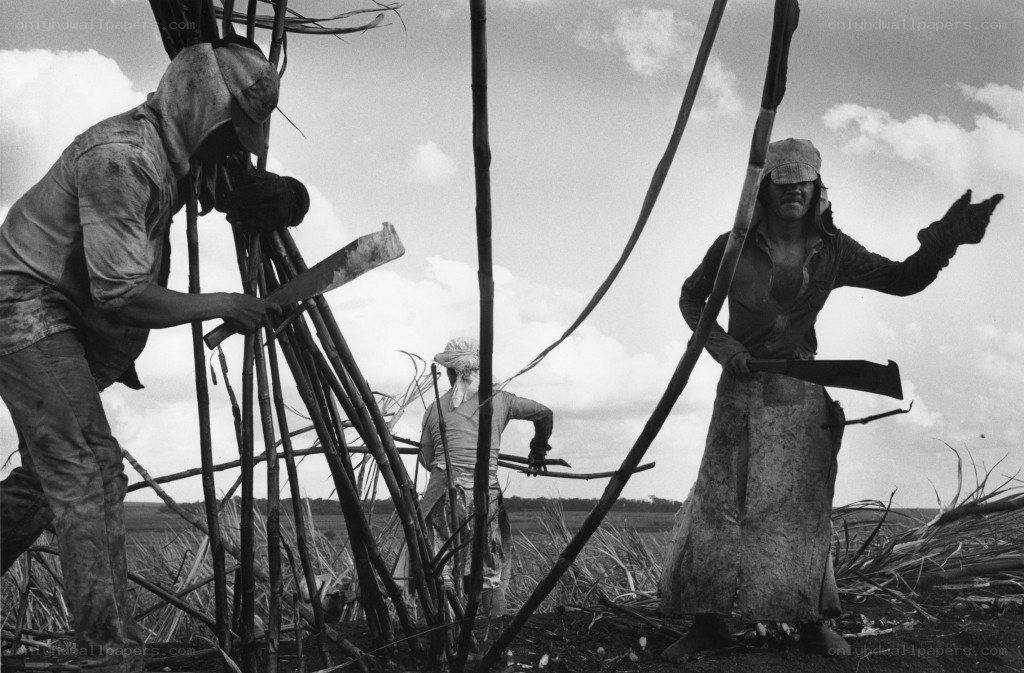 Sugar cane harvest workers