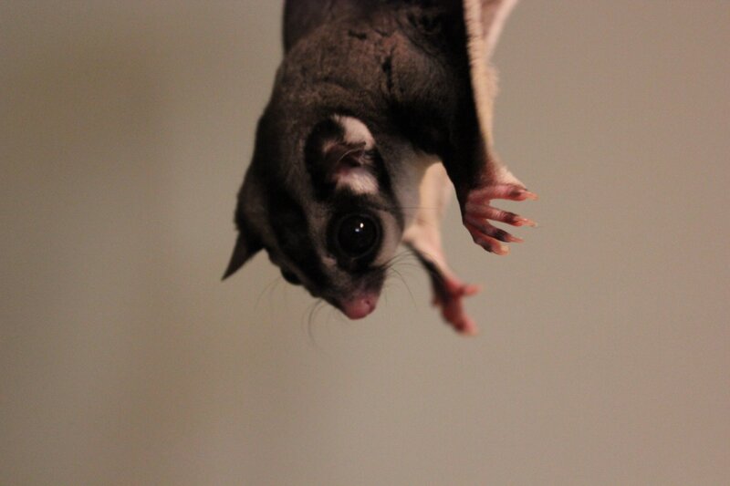 Sugar glider hanging upside down