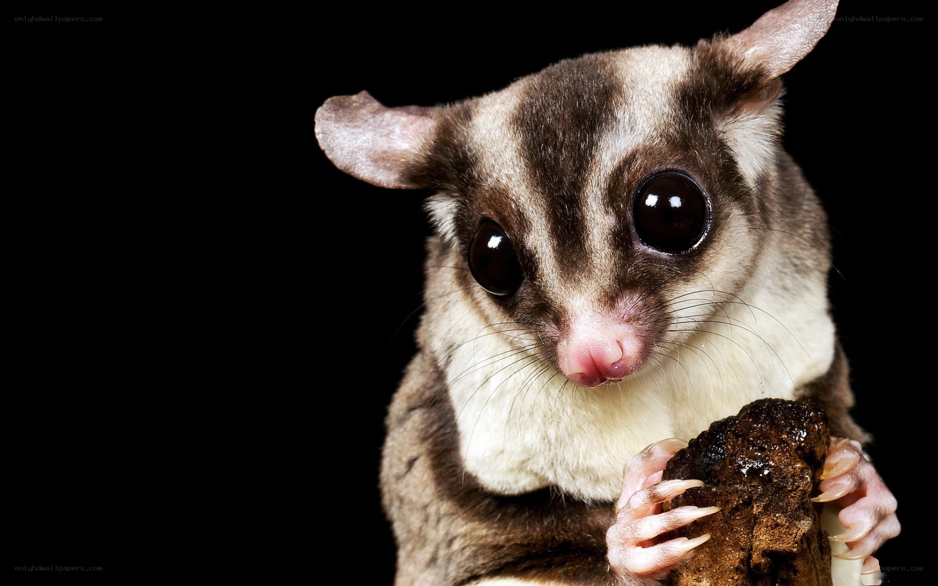 Sugar glider holding food