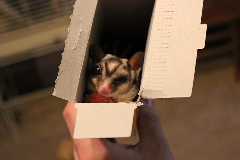 sugar glider in a box